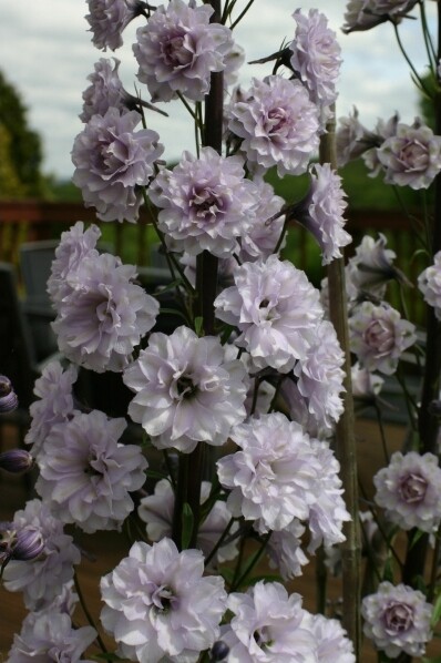 Delphinium Highlander Cha Cha 25 . Darwin