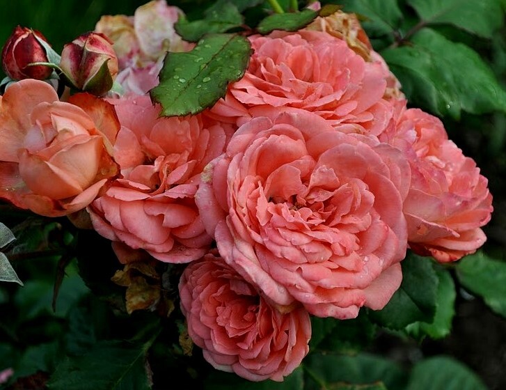 Роза констанс шраб фото и описание