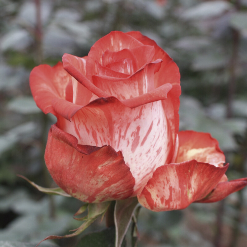 Rose higher. Роза Хай Твинкл. Роза чайно-гибридная Хай Твинкл. Роза чайно-гибридная (Rosa High Twinkle) Окс. Роза Хай Твинкл (High Twinkle).