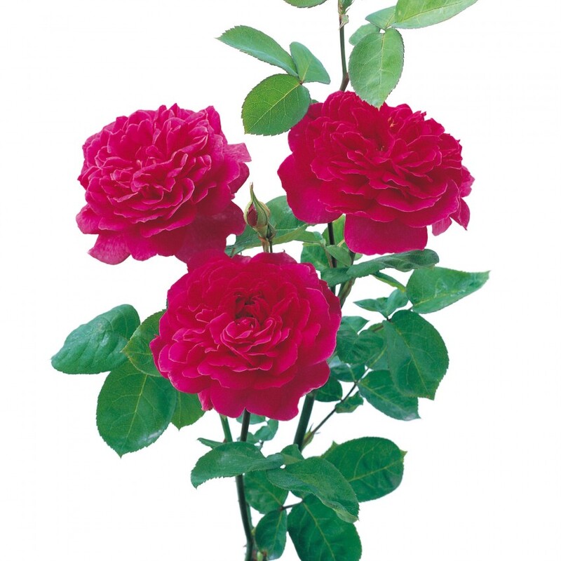 Роза софи роуз фото