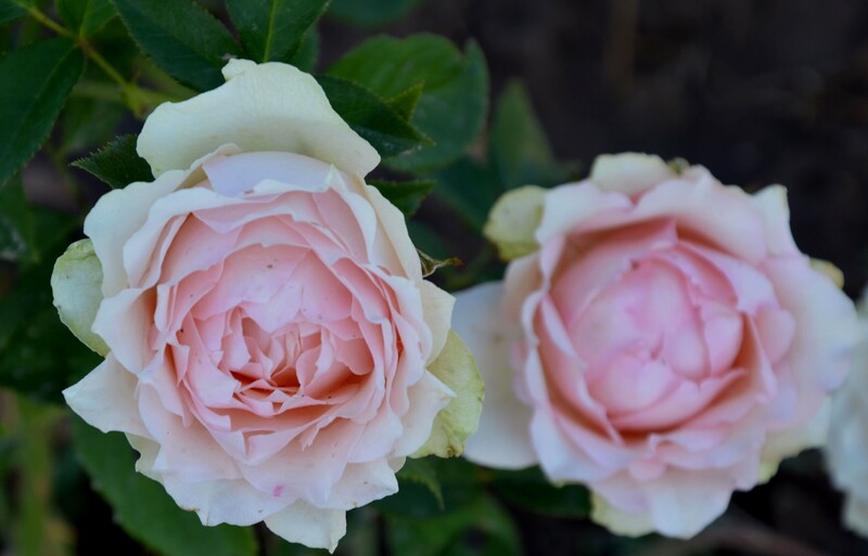 Чайно гибридные розы белые сорта с фото и названиями